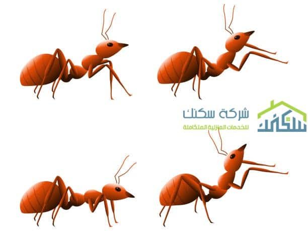 شركة مكافحة النمل الابيض ببريده